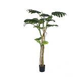 ΦΥΤΟ ΜΟΝΣΤΕΡΑ ΜΕ 13 ΦΥΛΛΑ 180ΕΚ. ΣΕ ΠΛΑΣΤΙΚΗ ΓΛΑΣΤΡΑ 17Χ15ΕΚ