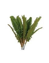 Φτέρη ρίζα 43εκ.