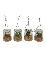 Κάκτος σε γυαλ.κασπώ κρεμαστό 7εκ. 4σχ.