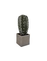Κάκτος σε κασπώ 21εκ.
