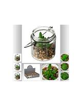 Κάκτος σε κρεμ.γυαλ.κασπώ  6Χ6,5 4σχ