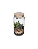 Κάκτοι σε γυαλ.terrarium 2σχ.11X22
