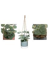 κασπώ κρεμ.με πρασινάδα Φ12Χ10εκ. 3χρ.