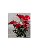 Παπαρούνα κλαδί