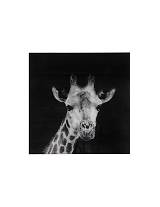 Πίνακας γυαλ.Καμηλοπάρδαλη 80Χ80