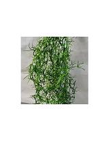 Πρασινάδα κρεμαστή