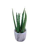 Αλόη σε κασπώ 32εκ.