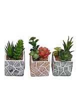 Κάκτος σε τσιμ.κασπώ 12εκ. 3σχ.