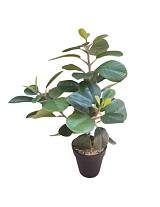 Πρασινάδα φυτό σε κερ.κασπώ 30εκ.