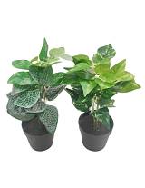 Πρασινάδα σε κασπώ 28εκ.  2σχ.