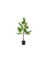 Κίτρο δένδρο (λεμονιά )σε κασπώ 90εκ.