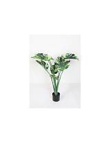 Μονστέρα σε κασπώ 100εκ.