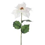 ΛΕΥΚΟ ΚΛΑΔΙ ΑΛΕΞΑΝΔΡΙΝΟ 64ΕΚ