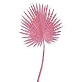 ΡΟΖ ΦΥΛΛΟ ΦΟΙΝΙΚΑ 86ΕΚ