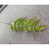 ΓΙΓΑΣ ΠΡΑΣΙΝΗ ΦΤΕΡΗ ΚΛΑΔΙ 163ΕΚ Χ15