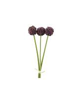 Allium μωβ  Χ3 55εκ.