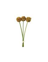 Allium πορτοκαλί  Χ3 55εκ.