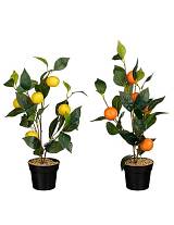 Δέντρο λεμονιά/πορτοκαλιά σε κασπώ Φ18 Η45cm