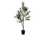 Ελιά δέντρο Η120cm