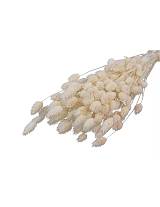 Falaris φυσικό Η70cm