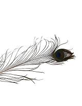 Φτερό παγωνιού 100-110εκ.