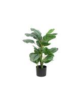 Φύκος σε κασπώ Η70 cm