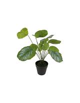 Καλαθέα σε κασπώ 34x44εκ.