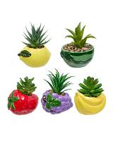 Κασπώ φρούτα με φυτό 11x10x9cm