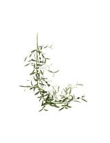 Κλαδί ελιάς Η180cm