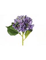 Κλαδί ορτανσία μωβ Η46cm