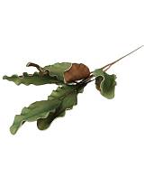 Κλαδί Photonia πράσινο