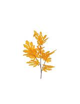 Κλαδί Σφένδαμος κίτρινο Η95cm