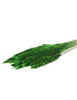 Κλαδιά Pampas 70gr πράσινο