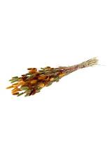 Lagurus φθινοπωρινά χρ.