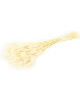 Lagurus φυσικό