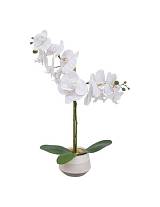 Ορχιδέα λευκή σε κασπώ Η52cm