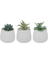 παχύφυτο σε κασπώ κεραμ.λευκό 3σχέδια 8,5x12cm