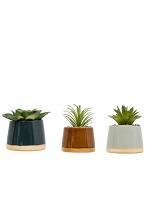 Παχύφυτο σε κεραμ.κασπώ/3χρώματα 8,5 x  8,5 x 12 cm