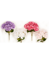 Ρίζα ορτανσία 49cm