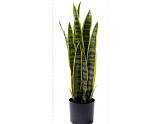 Sanseveria σε κασπώ Φ16Η68cm
