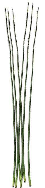 Λεπτό πράσινο Φύλλο 140cm MG177