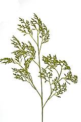 Κλαρί Κοράλλι Πράσινο LW502