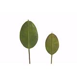 Τροπικό Φύλλο Φίκου (Elastica) 30cm MG514