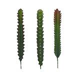 Κλαδί κάκτου σε 3 σχέδια.,31cm FL063