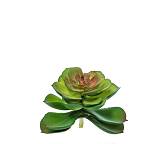 Παχύφυτο "Ετσεβέρια", 9cm AX593