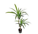 Φυτό Δράκαινα σε κασπώ 105cm FL158
