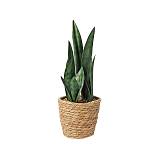 Φυτό σανσεβιέρια σε ψάθινο κασπώ 38cm FL165