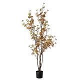 ΦΥΤΟ ENKIANTHUS ΜΕ 150 ΦΥΛΛΑ 120ΕΚ ΣΕ ΠΛΑΣΤΙΚΟ ΚΑΣΠΩ Φ12.5Χ11.5ΕΚ