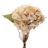 ΚΡΕΜ ΚΛΑΔΙ ΟΡΤΑΝΣΙΑ 33ΕΚ