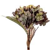 ΛΙΛΑ ΚΛΑΔΙ ΟΡΤΑΝΣΙΑ 33ΕΚ